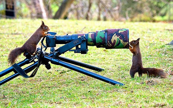 Có lẽ với cặp sóc đỏ này chiếc máy ảnh vô cùng to lớn và kỳ lạ, chúng tò mò nghịch ngợm và cảnh tượng này được nhiếp ảnh gia động vật hoang dã ở Formby, Merseyside, Anh ghi lại.