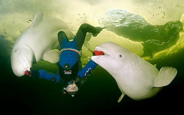 Cặp cá voi Beluga có vẻ khá thích thú khi cui đùa cùng thợ lặn dưới Biển Trắng ở ngoài khơi Karelia, Nga.
