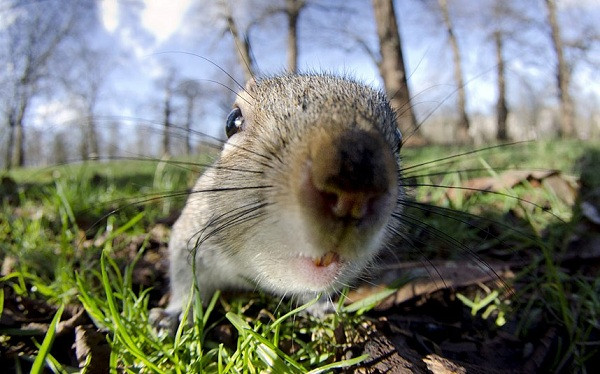 Sóc xám tò mò khám phá ống kính của nhiếp ảnh gia trong công viên Hyde ở London, Anh.