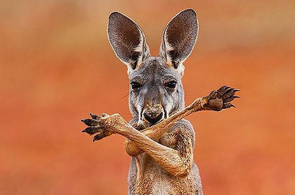 Bức hình ấn tượng trong chùm ảnh động vật vui nhộn khi chú chuột túi kangaroo đỏ bắt chéo chân trước như tự vệ khi đứng trên sa mạc Sturt Stony, New South Wales, Australia.