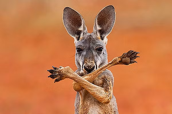 Bức hình ấn tượng trong chùm ảnh động vật vui nhộn khi chú chuột túi kangaroo đỏ bắt chéo chân trước như tự vệ khi đứng trên sa mạc Sturt Stony, New South Wales, Australia.