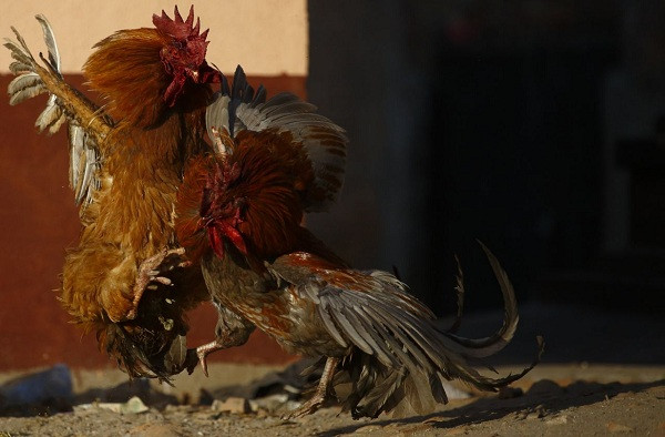 Cặp gà trống đực "ngông cuồng" chọi nhau trên đường phố.