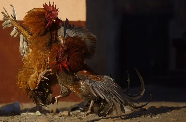 Cặp gà trống đực "ngông cuồng" chọi nhau trên đường phố.