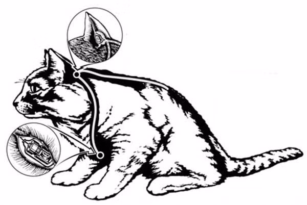 Dự án Acoustic Kitty đã biến một chú mèo thành một “nhân mão” bằng cách phẫu thuật cấy micro vào tai mèo, gắn một máy phát trong hộp sọ và ăng ten dọc theo đuôi của nó. Sau 5 năm và ước tính mất khoảng 20 triệu đô, dự án đã bị loại bỏ do mèo quá dễ bị phân tâm và bị taxi đâm chết.