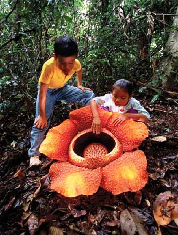 Một trong những loài hoa đặc trưng của Sabah, Malaysia và tỉnh Surat Thani, Thái Lan là hoa thối rafflesia với những cánh hoa chấm đỏ khổng lồ. Nó có đường kính 1,2 m tỏa và mùi thịt thối rữa khó chịu.