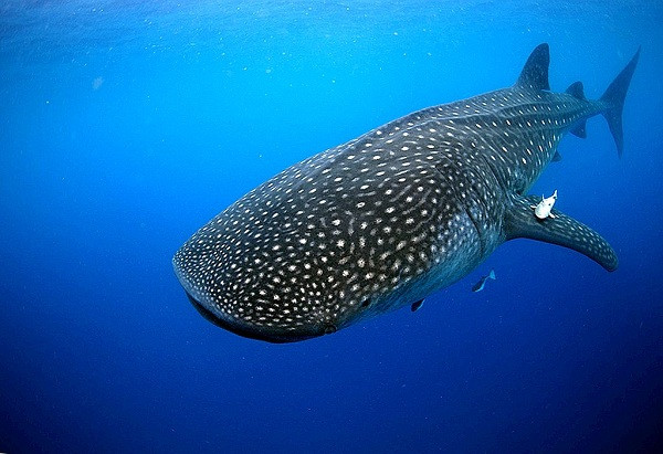 Để ngắm cá mập voi, bạn có thể tới khu bảo tồn biển Gladden Spit ở Belize (Trung Mỹ) từ tháng 3 đến tháng 6 hàng năm, hay Isla Holbox ở Mexico từ tháng 5 đến tháng 10.