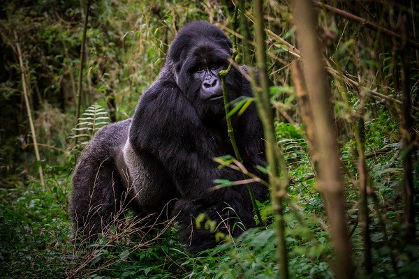 Khỉ đột phía đông (Gorilla beringei) là loài linh trưởng lớn nhất và cũng nguy cấp nhất trong sách đỏ. So với các loài khỉ đột khác, chúng to lớn hơn hẳn với trọng lượng trung bình 200 kg.