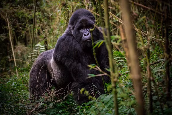 Khỉ đột phía đông (Gorilla beringei) là loài linh trưởng lớn nhất và cũng nguy cấp nhất trong sách đỏ. So với các loài khỉ đột khác, chúng to lớn hơn hẳn với trọng lượng trung bình 200 kg.