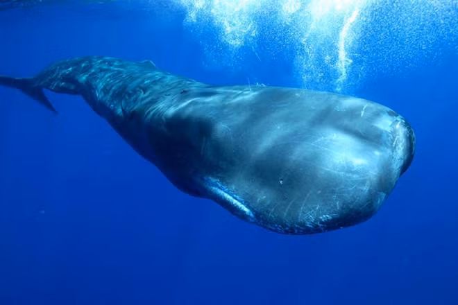 Cá nhà táng cũng là loài động vật có răng lớn nhất hành tinh. "Báu vật biển cả" trị giá khủng cũng được sản sinh ra từ cơ thể của loài vật này.