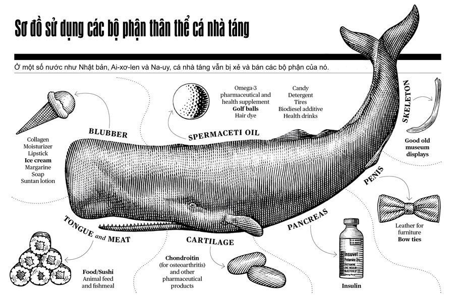 Cá nhà táng vốn là loài có giá trị kinh tế cao, gần như mỗi phần trên thân cá đều có thể sử dụng như lưỡi và thịt dùng làm thực phẩm, răng làm phím đàn piano, mô mỡ với nhiều colagen, mã não trong bụng dùng cho ngành công nghiệp mỹ phẩm...