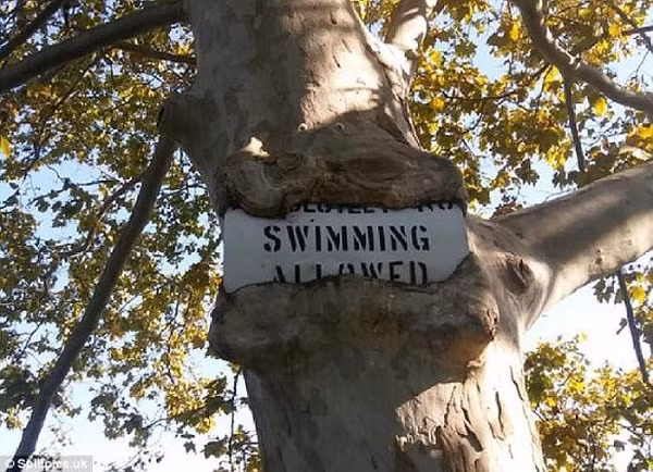 Tình trạng tương tự đối với biển báo "Cấm bơi". Cây ôm che hết chữ có thể khiến du khách hiểu lầm về thông tin ghi trên biển báo.