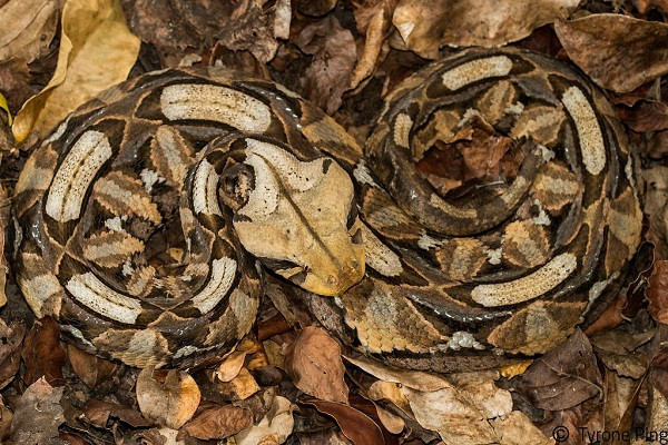 Chúng thường nằm bất động phụ kích, đặc biệt tận dụng biệt tài ngụy trang hoàn hảo dưới lớp lá khô sau đó chủ động tấn công. Thay vì uốn lượn, trườn bò giống các loài rắn thông thường, rắn hổ lục nhích thân mình theo một đường thẳng.