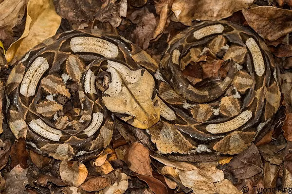 Chúng thường nằm bất động phụ kích, đặc biệt tận dụng biệt tài ngụy trang hoàn hảo dưới lớp lá khô sau đó chủ động tấn công. Thay vì uốn lượn, trườn bò giống các loài rắn thông thường, rắn hổ lục nhích thân mình theo một đường thẳng.