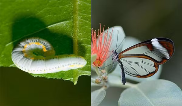 Nhìn chú sâu xanh kia không ai nghĩ rằng sau này lại ''dậy thì thành công'' thành bướm cánh thủy tinh với đôi cánh trong suốt mảnh mai.