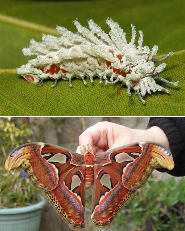 Sâu bướm khế giống như một cây chổi lông màu trắng, thường tìm thấy ở Đông Nam Á. Với ngoại hình nổi bật, hai cánh lớn có những mảng màu pha trộn hoàn hảo, đây cũng là một trong số loài bướm đẹp nhất.