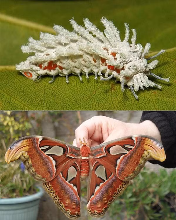 Sâu bướm khế giống như một cây chổi lông màu trắng, thường tìm thấy ở Đông Nam Á. Với ngoại hình nổi bật, hai cánh lớn có những mảng màu pha trộn hoàn hảo, đây cũng là một trong số loài bướm đẹp nhất.