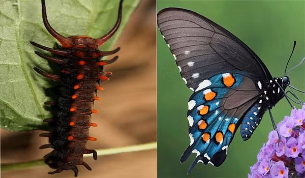 Bướm ngày đuôi én - một trong những loài bướm đẹp nhất thế giới với đôi cánh xanh với 6 chấm màu cam mỗi bên trông chẳng khác nào một con rết khi còn bé.