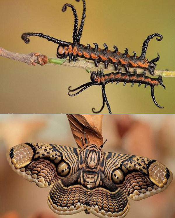 Bướm Brahmin có những cái râu dài đáng sợ, thân hình mảnh khảnh, nhiều chân nhỏ khiến không ít người rợn tóc gáy khi trông thấy.