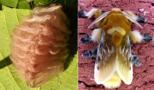 Chú sâu bướm Flannel trông như cuộn len nhỏ được phát hiện vào năm 1797 và khi trường thành.