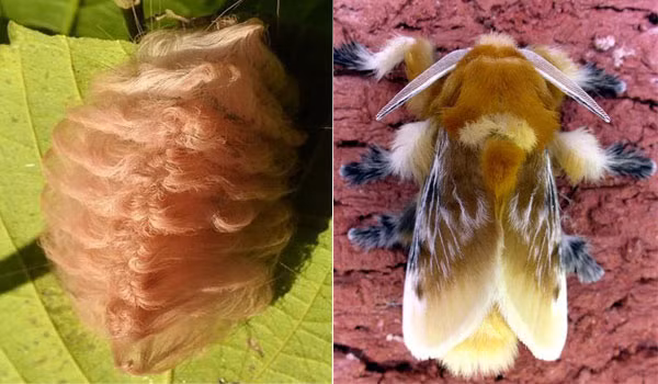 Chú sâu bướm Flannel trông như cuộn len nhỏ được phát hiện vào năm 1797 và khi trường thành.