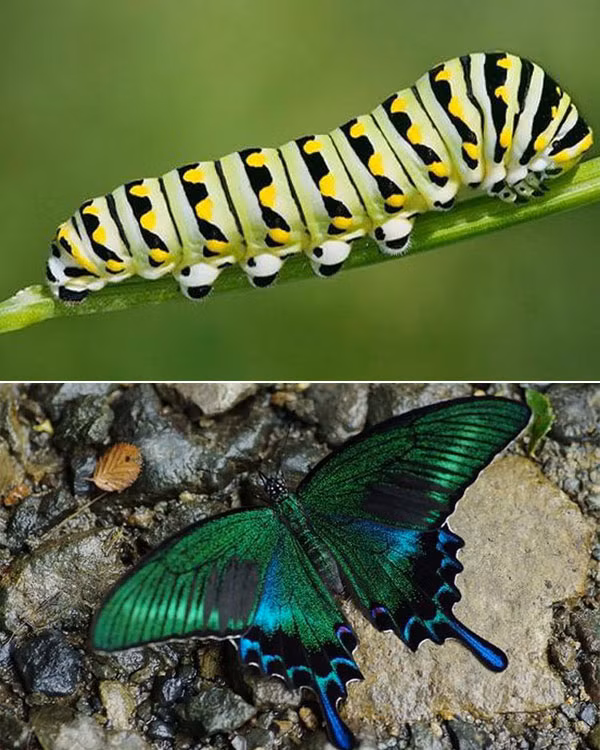 Vẻ đẹp huyền bí của loài bướm đuôi én đen Al-pơ tưởng như có thể phát sáng trong đêm. Khi còn là sâu bướm chúng lại mang hình hài dễ thương trái ngược hoàn toàn.