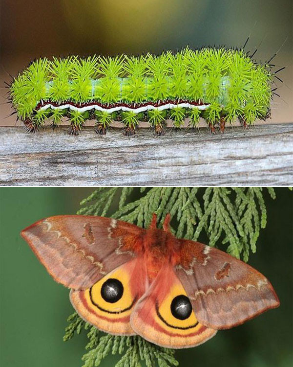 Con vật trông như một cây xương rồng mini này là phiên bản ngày bé của sâu bướm đêm Io, khi trưởng thành nó sở hữu đôi cánh đặc biệt với hai chấm tròn như đôi mắt mở to.
