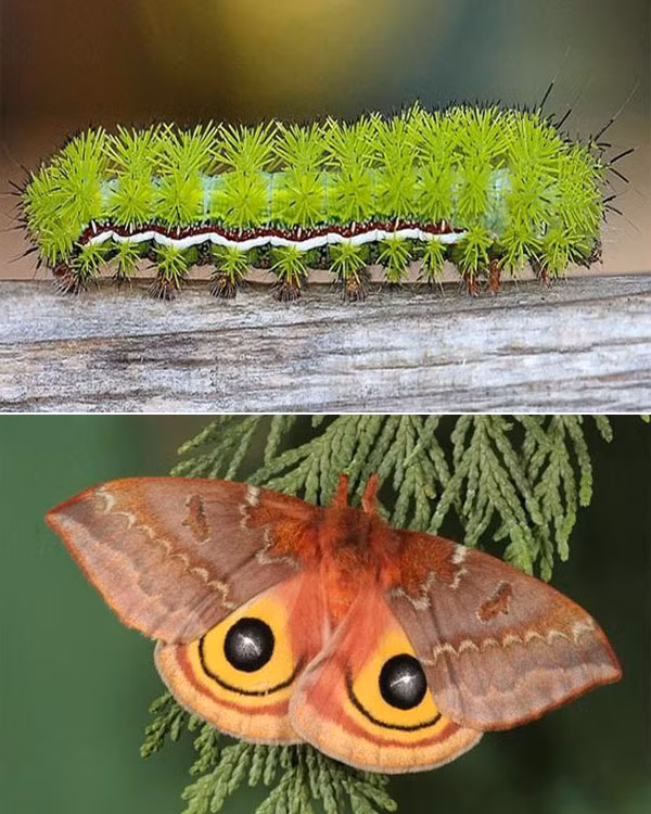 Con vật trông như một cây xương rồng mini này là phiên bản ngày bé của sâu bướm đêm Io, khi trưởng thành nó sở hữu đôi cánh đặc biệt với hai chấm tròn như đôi mắt mở to.