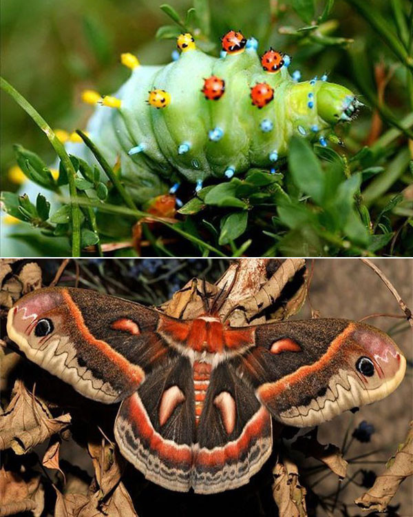 Sâu bướm tầm ma với những đốm nhỏ giống bọ cánh cứng trên lưng và sau khi biến hình.