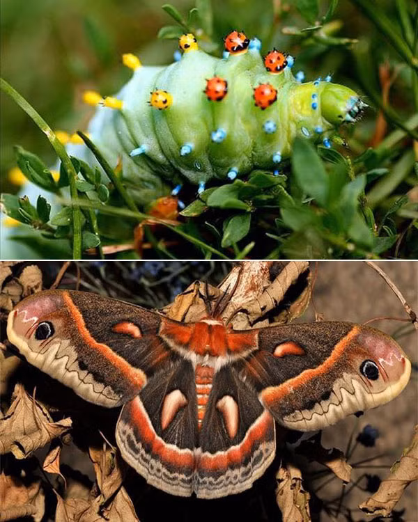 Sâu bướm tầm ma với những đốm nhỏ giống bọ cánh cứng trên lưng và sau khi biến hình.