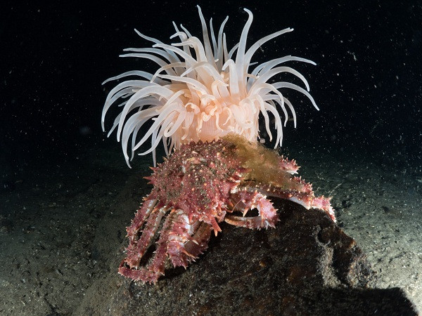 Nó có thân dạng ống có đường kính khoảng 1-5cm, chiều dài khoảng 1.5-10cm, một số loài có kích thước có thể lên tới 1m. Đặc biệt, do có cơ chế ''bơm hơi'' nên hải quỳ có thể linh động về kích thước.