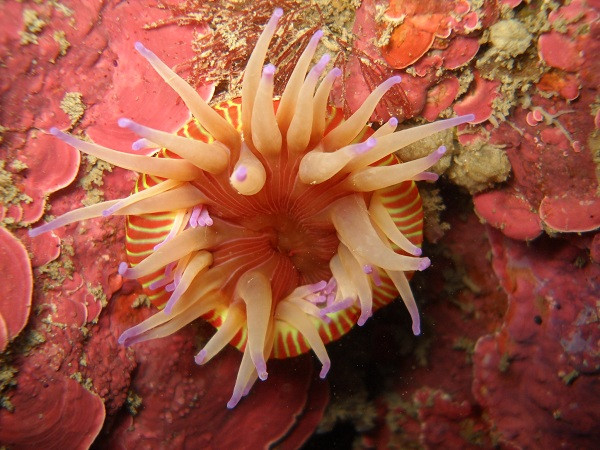 Loại hải quỳ vũ trang xuất hiện ở vùng biển nhiệt đới ngoài khơi bờ biển Tây Úc và có thể phát triển lên tới 50 cm.