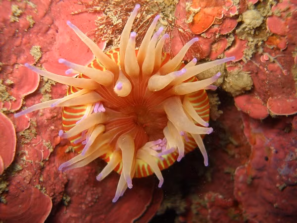 Loại hải quỳ vũ trang xuất hiện ở vùng biển nhiệt đới ngoài khơi bờ biển Tây Úc và có thể phát triển lên tới 50 cm.