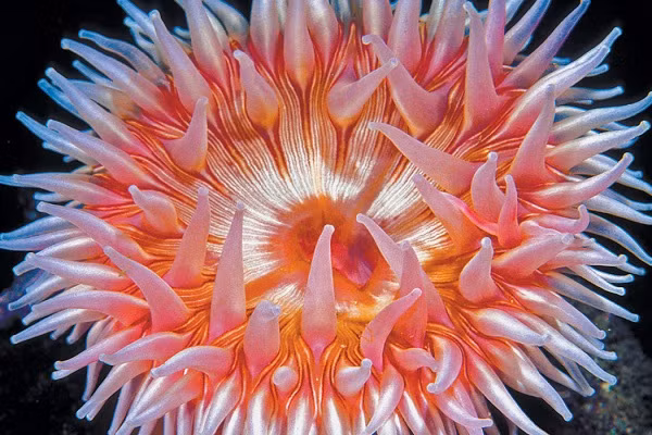 Hải quỳ dùng chân bám chặt vào tảng đá, chỉ khi quan sát thật kỹ, chúng ta mới có thể thấy chúng đang không ngừng vận động.