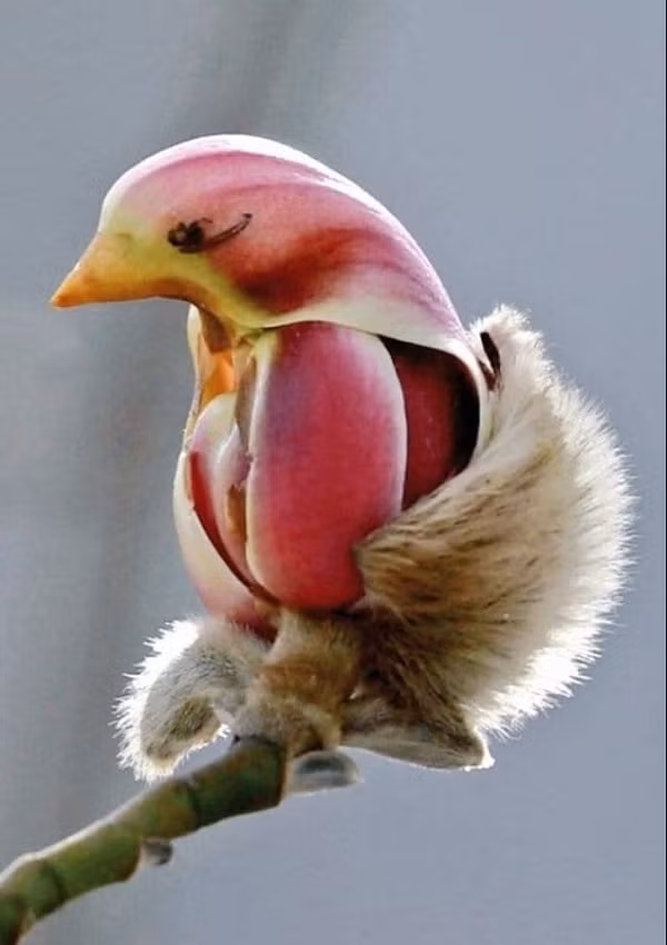 Không ít người lầm tưởng rằng đây là chú chim có bộ lông màu hồng xinh đẹp, nhưng thực chất đây chỉ là một bông hoa.