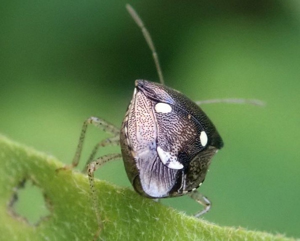 Chú bọ vừng có ngoại hình khiến người ta liên tưởng đến một chiếc mặt nạ mini đang nhảy múa.