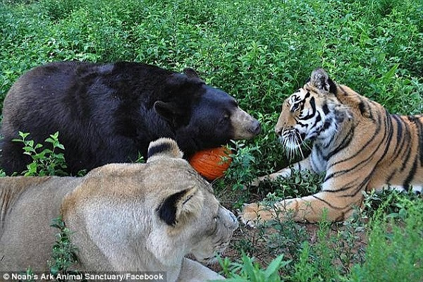 Ba con vật cùng chơi đùa, nghịch ngợm, cho dù ăn hay ngủ cũng như hình với bóng, quấn quít nhau không rời. Khác xa với suy nghĩ của nhiều người rằng đây là những loài vật nổi tiếng hung dữ, không đội trời chung.
