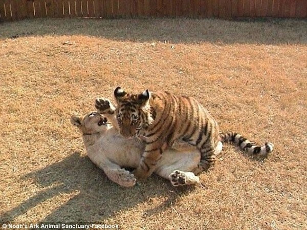 Một thời gian sau sư tử Leo không qua khỏi do bệnh tình nghiêm trọng. Đến tháng 12/2018, hổ Shere Khan cũng qua đời sau khi sức khỏe giảm sút do tuổi già.