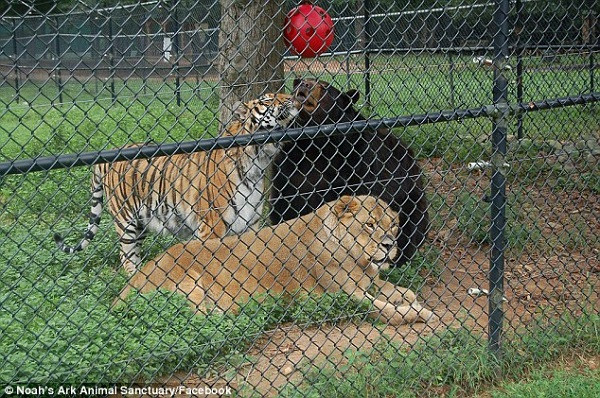 Lúc này nhân viên chăm sóc đã phải cho Leo sống một mình tại lồng riêng để điều trị, nhưng hai người anh em còn lại luôn có thể đến thăm bất cứ lúc nào. Mỗi lần hội ngộ, bộ ba BLT luôn vui vẻ và tinh nghịch như ngày bé.