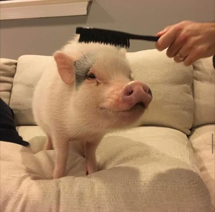 Lời sau cùng, người chủ này muốn gửi lời cảm ơn tới chú lợn. Bởi Hank đã đến và trở thành người bạn thân nhất của gia đình.