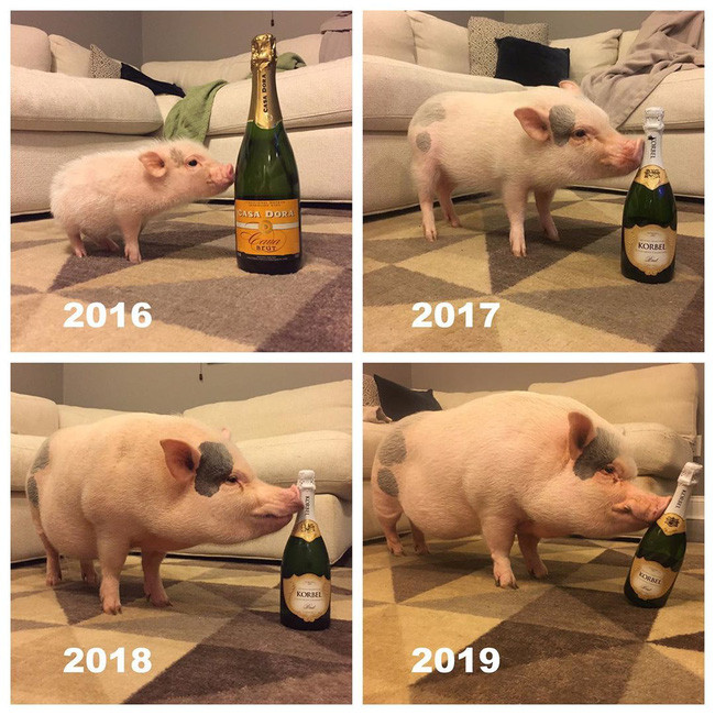 Hình ảnh ''ngày ấy - bây giờ'' của Hank khiến không ít người xúc động. Tuy rằng chỉ sống trên đời có 3 năm nhưng chú lợn này đã có một cuộc đời đầy ý nghĩa.