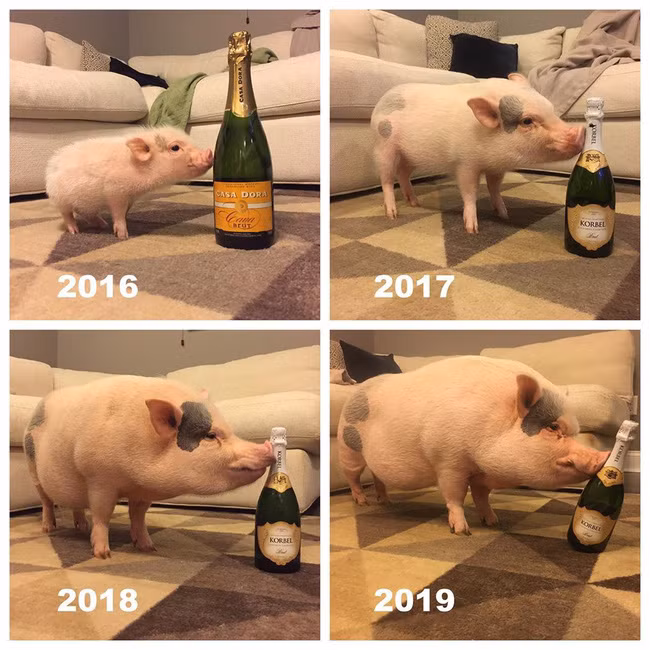 Hình ảnh ''ngày ấy - bây giờ'' của Hank khiến không ít người xúc động. Tuy rằng chỉ sống trên đời có 3 năm nhưng chú lợn này đã có một cuộc đời đầy ý nghĩa.