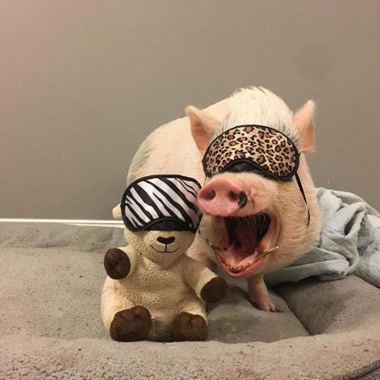 Hank là thú cưng của mổ cặp vợ chồng sống tại Mỹ. Từ khi mới sinh ra chú lợn tí hon này đã được ''sống trong nhung lụa'' theo đúng nghĩa đen.