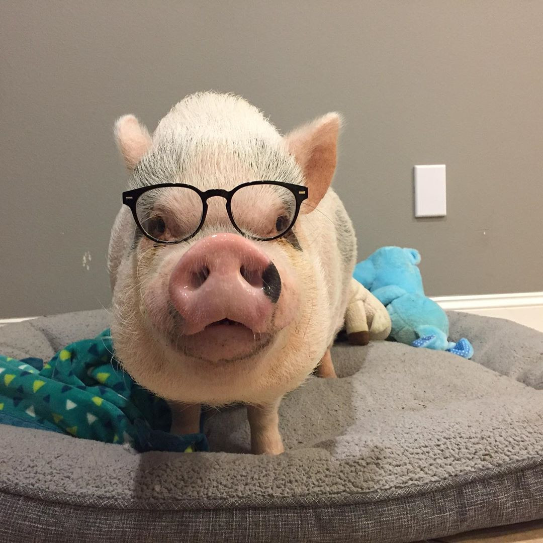 Vào thời điểm mới xuất hiện trên mạng xã hội Instagram, những hình ảnh chú lợn nhỏ xíu với bộ lông trắng, chiếc mũi hồng đáng yêu đã ''đốn tim'' không ít người yêu động vật trên thế giới.