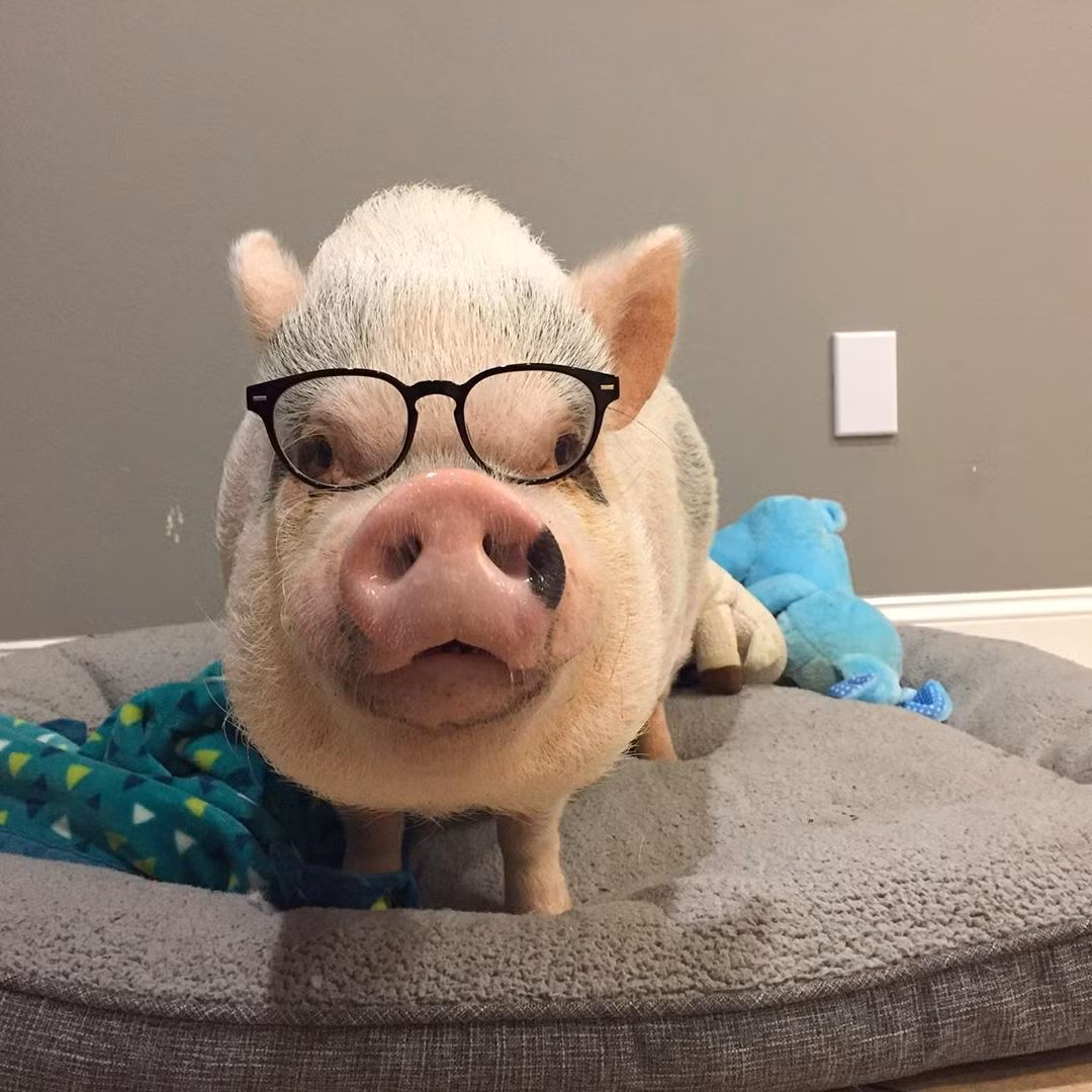 Vào thời điểm mới xuất hiện trên mạng xã hội Instagram, những hình ảnh chú lợn nhỏ xíu với bộ lông trắng, chiếc mũi hồng đáng yêu đã ''đốn tim'' không ít người yêu động vật trên thế giới.