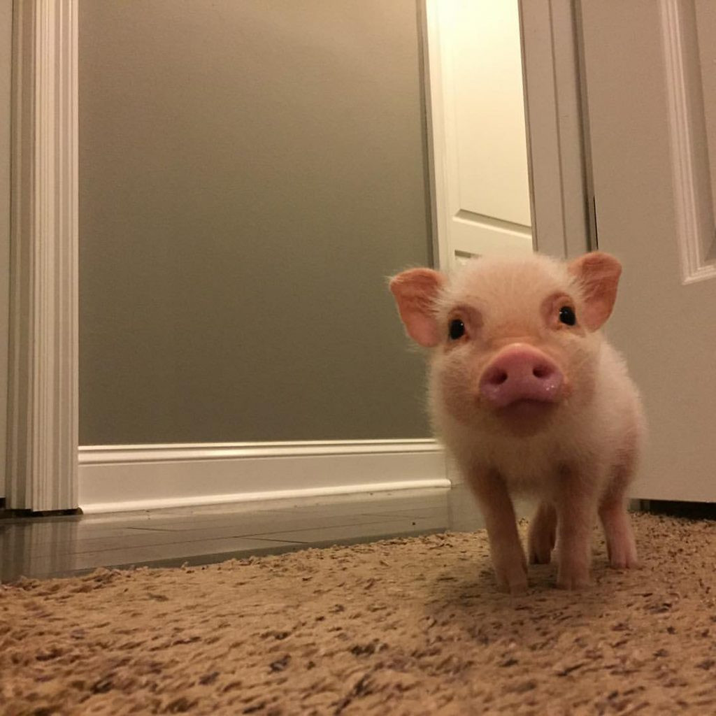 Tuy nhiên ngày 18/5, chủ sở hữu của chú lợn này đau buồn thông báo: Người bạn thân nhất của cô đã qua đời.