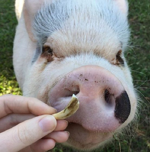 Cô cậu chủ xem Hank như một thành viên trong gia đình, thường xuyên đưa chú lợn đáng yêu đi chơi, du lịch hay hóa trang với những bộ trang phục và phụ kiện nhí nhảnh.