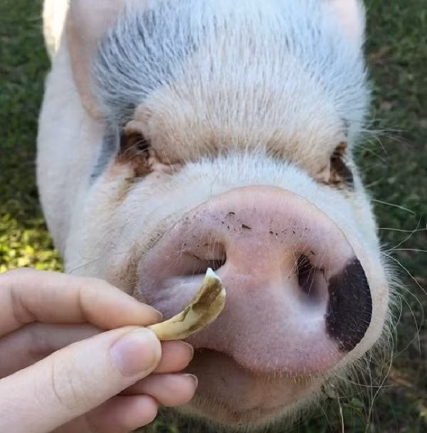 Cô cậu chủ xem Hank như một thành viên trong gia đình, thường xuyên đưa chú lợn đáng yêu đi chơi, du lịch hay hóa trang với những bộ trang phục và phụ kiện nhí nhảnh.