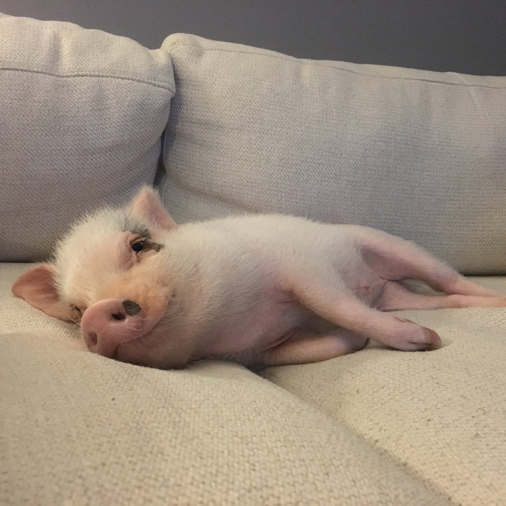 ''Cảm ơn tất cả các bạn bởi tình yêu, sự hâm mộ và những lời chúc tốt đẹp mà mọi người gửi cho Hank. Thật vui vì Hank đã có thể truyền cảm hứng tích cực cho mọi người''