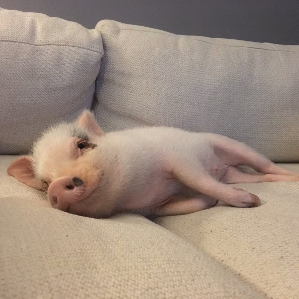 ''Cảm ơn tất cả các bạn bởi tình yêu, sự hâm mộ và những lời chúc tốt đẹp mà mọi người gửi cho Hank. Thật vui vì Hank đã có thể truyền cảm hứng tích cực cho mọi người''