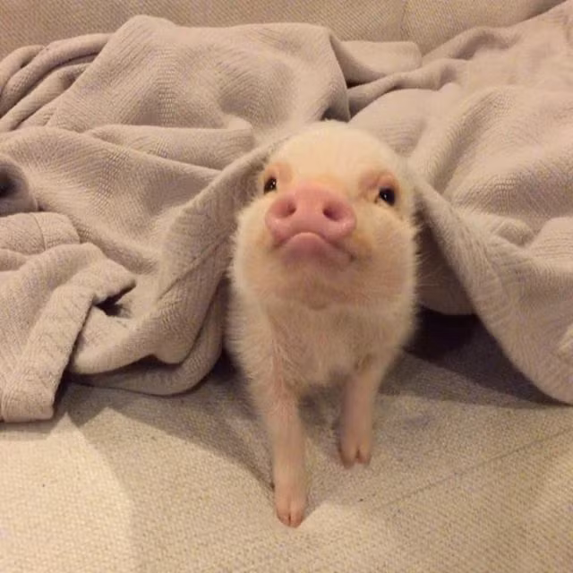 Hank năm nay mới 3 tuổi, chú lợn tí hon không qua khỏi bởi những biến chứng sau phẫu thuật. Dù đã rất cẩn thận trong cả quá trình nhưng gia đình Hank không ngờ điểu đau buồn nhất vẫn xảy ra.